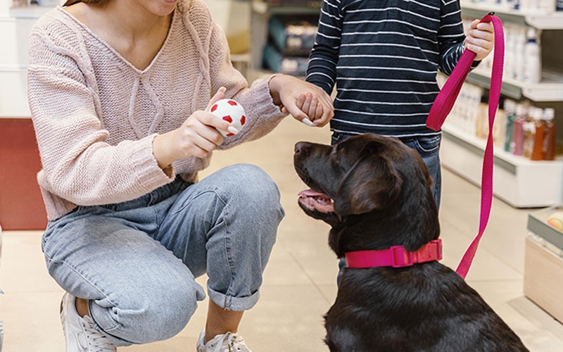 Quais são melhores pet shops  ? Ganhar Dinheiro em Casa 