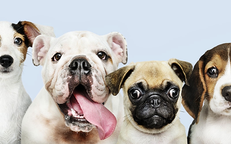 Quais são melhores pet shops  ? Ganhar Dinheiro em Casa 